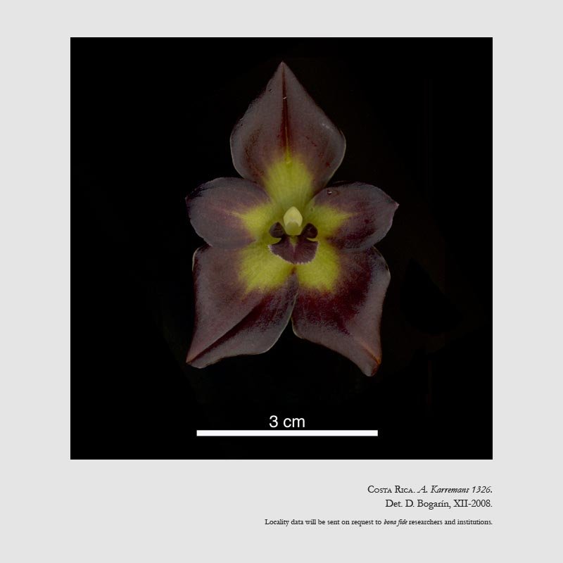 Camaridium amparoanum
